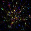 ExCyte extracellular vesicle fluorescence microscopy