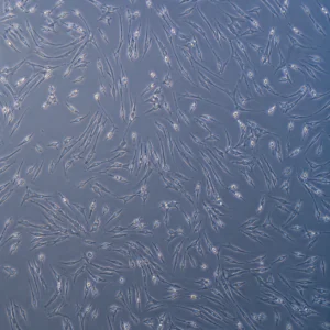 Nexa-ASCS-M5 product image