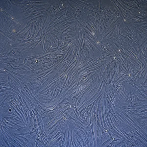 Nexa-HDRF-05 product image