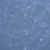 Nexa-HBMMSC-1M product image