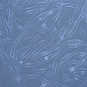 Nexa-HBMMSC-1M product image