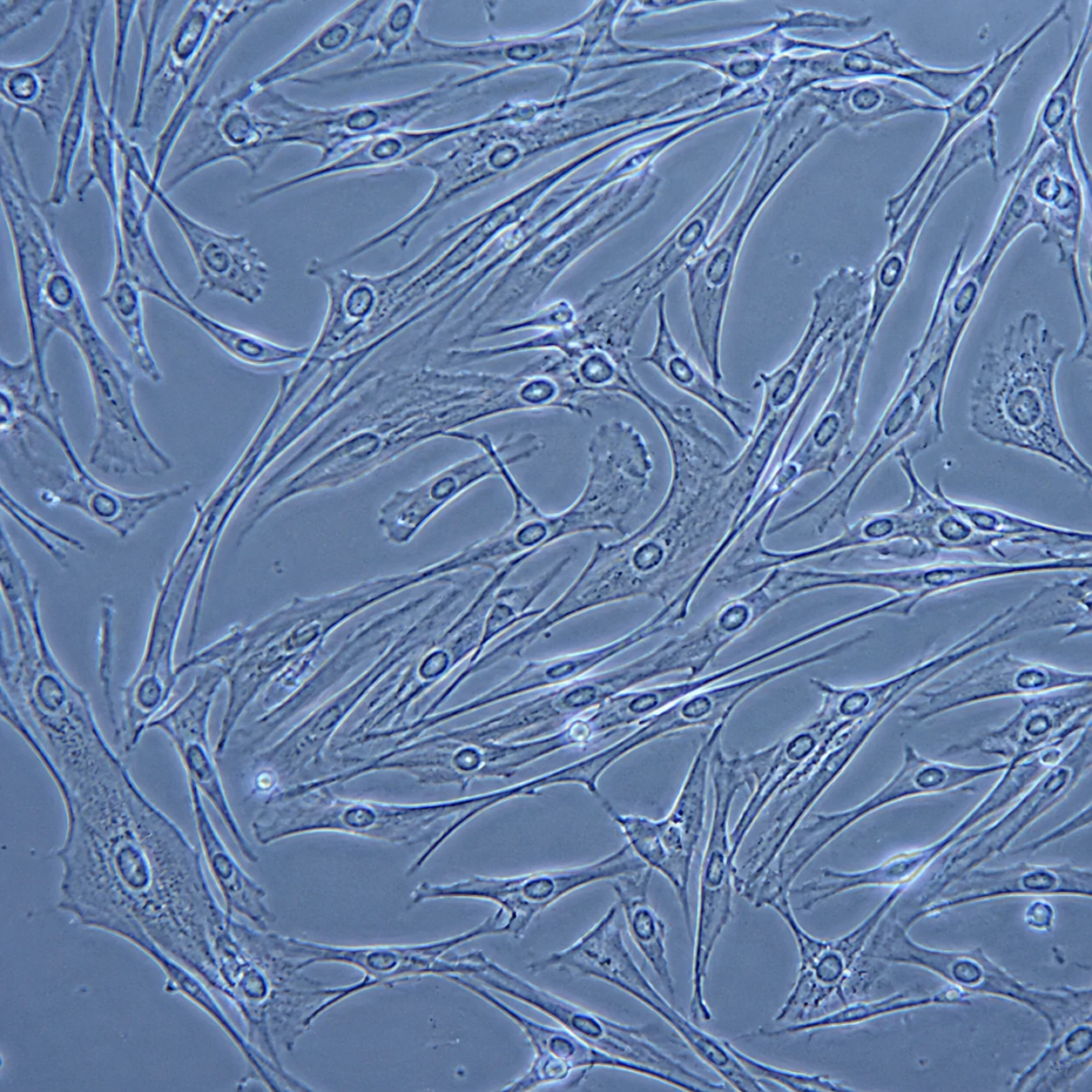 Nexa-HBMMSC-1M product image