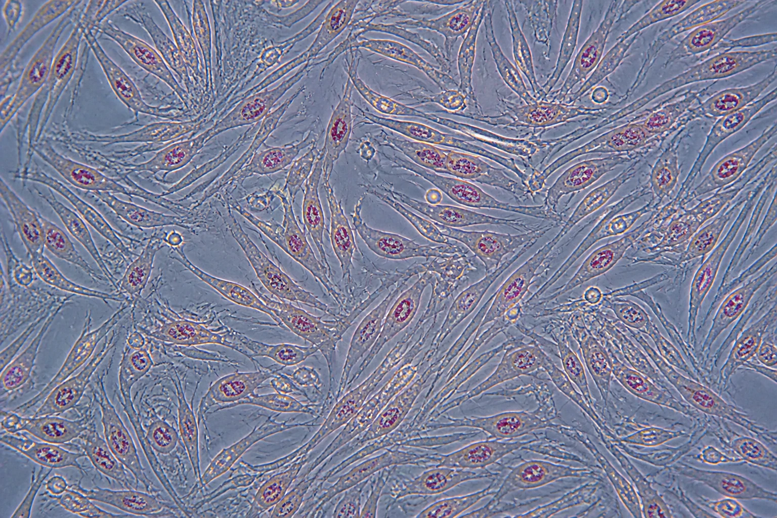 Nexa Biologix™ research and development